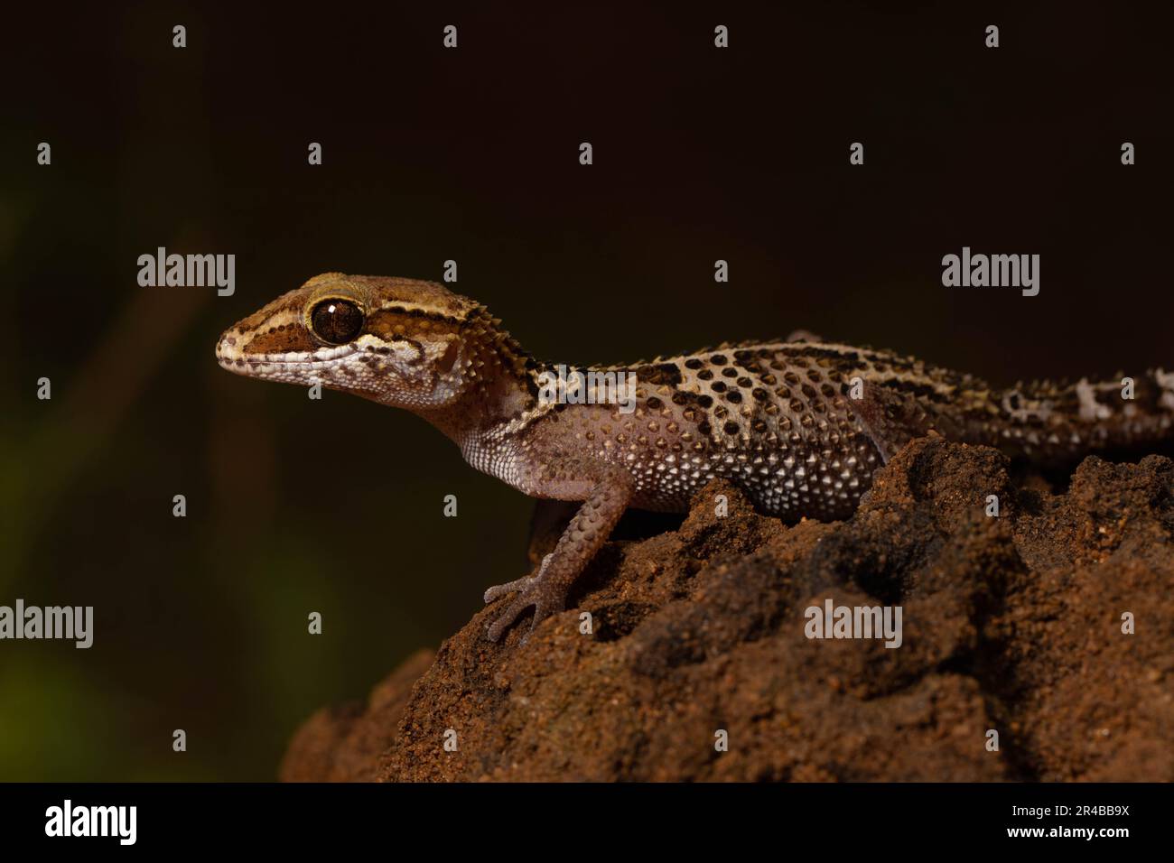 La gecko terrestre de Stumpff (Paroedura stumpffi), femelle, sur le termite dans la forêt sèche d'Ankarafantsika, Madagascar Ouest, Madagascar, Afrique de l'est Banque D'Images