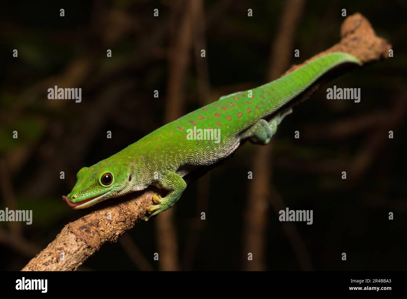La gecko de Koch (Phelsuma kochi), langue de léchage, en branche dans la forêt sèche d'Ankarafantsika, Madagascar occidentale, Madagascar, Afrique de l'est Banque D'Images