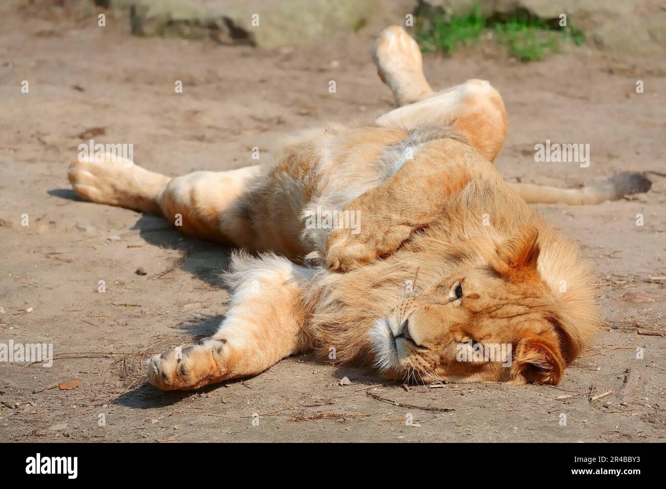 Lion africain (Panthera leo), lion nian mâle Banque D'Images