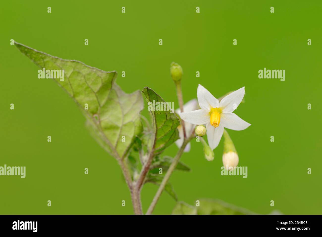 Abat-jour noir (Solanum nigrum), Rhénanie-du-Nord-Westphalie, Allemagne, Duscle, ombre de nuit du jardin, Baie de Hound, petit morel, noir à petits fruits Banque D'Images