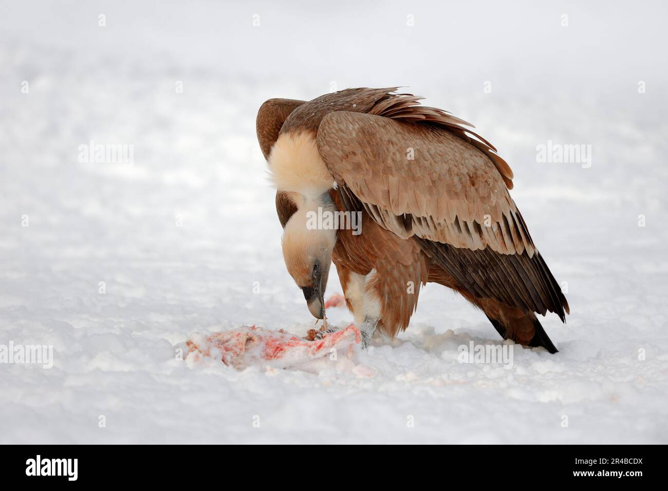 Vautour de Griffon (Gyps fulvus) sur carrion, vautour de griffon Banque D'Images