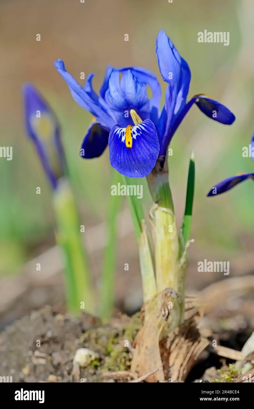 Iris reticulata (Iris reticulata) (Iridodictyum reticulatum) (Iris hyrcana), iris réticulé, iris nain, iris d'hiver, iris réticulé, Réticulé Banque D'Images