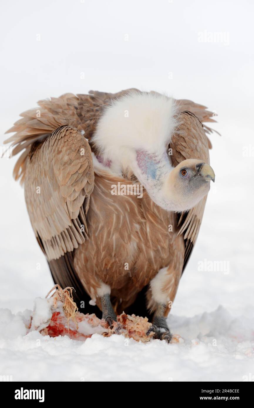 Vautour de Griffon (Gyps fulvus) sur carrion, vautour de griffon Banque D'Images