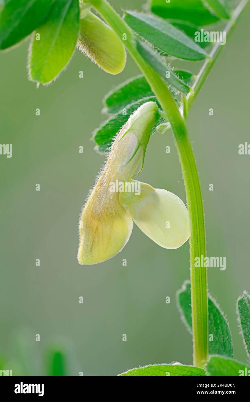 Etch jaune poilu (Vicia hybrida), Provence, Sud de la France Banque D'Images