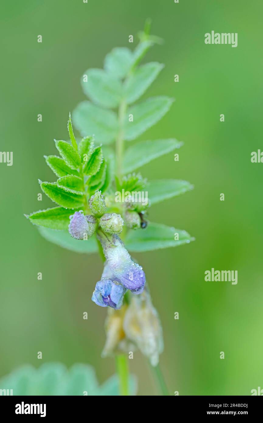 La vesce (Vicia sepium Bush), Nordrhein-Westfalen, Allemagne Banque D'Images