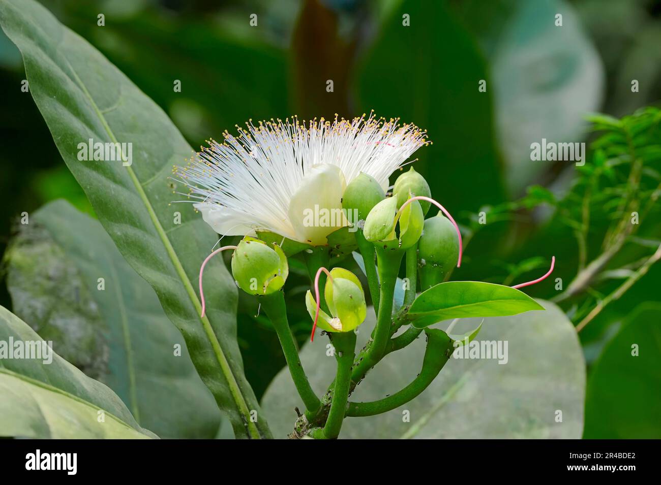 Poisson poisons (Barringtonia asiatica), le poisons de mer, Barringtonie, Putt Laut, Putt de mer, Lecythidace Banque D'Images