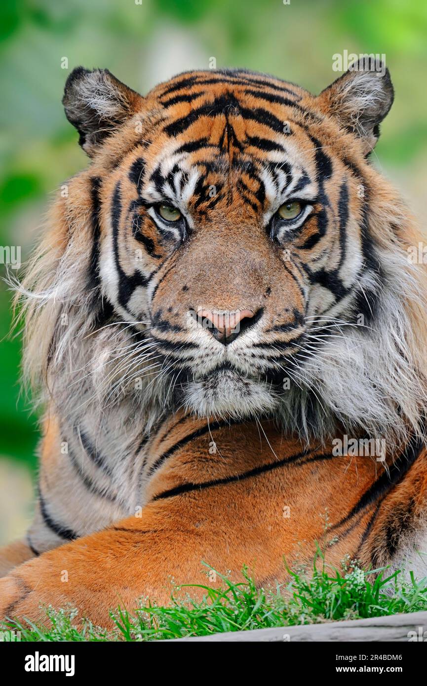 Tigre de Sumatran, homme (Panthera sumatrae), tigre de Sumatran (Panthera tigris sumatrae) Banque D'Images