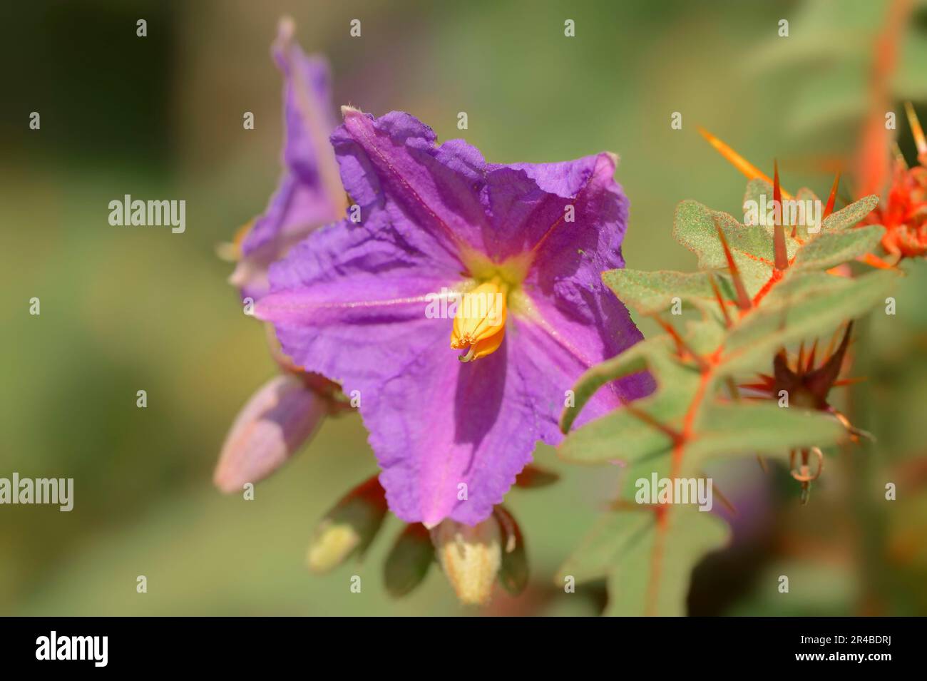 Tomate de porc-épic (Solanum pyracanthum), teinte de nuit de Firethorn Banque D'Images