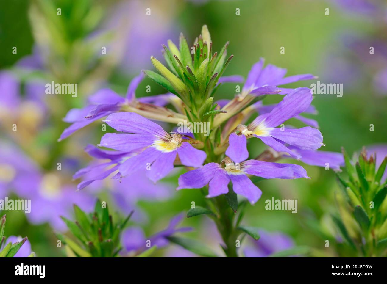 Fée Fan-Flower (Scaevola aemula), Fée Fanium, Fan-Flower commun, Fan-Flower commun, Goodeniaceae Banque D'Images