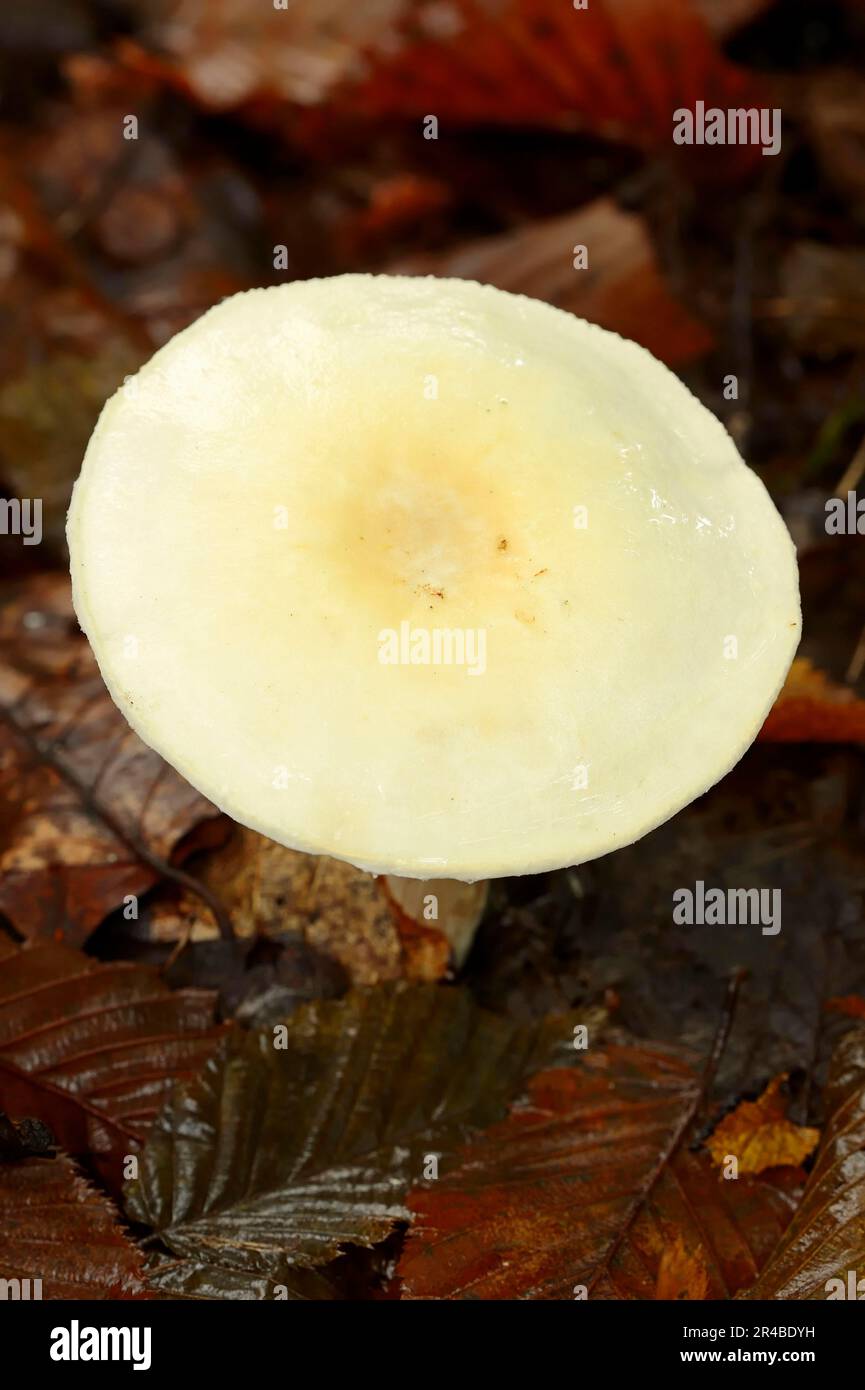 Wood Mushroom, Rhénanie-du-Nord-Westphalie, Allemagne (Agaricus sylvicola) Banque D'Images