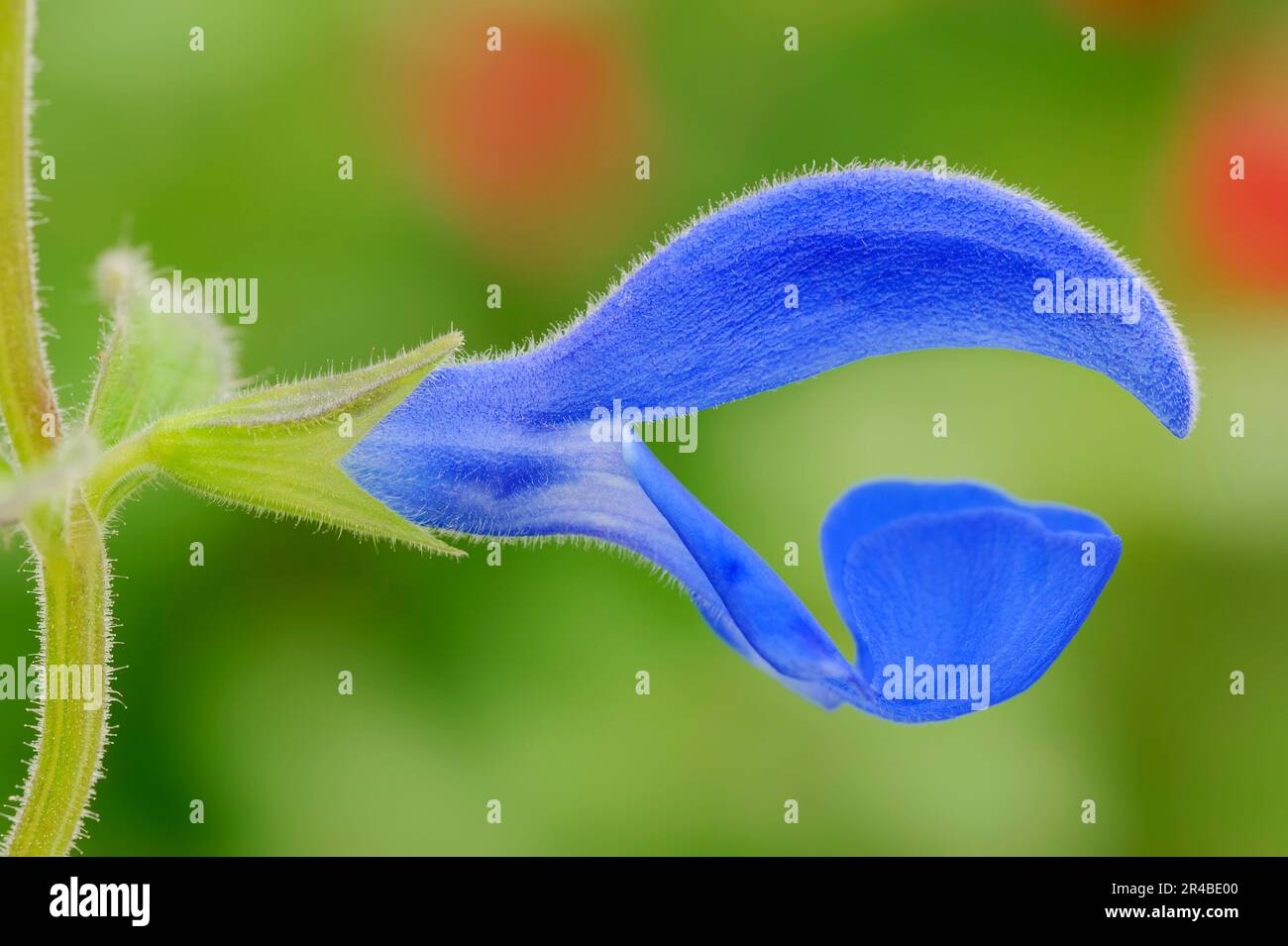 Sauge gentiane (Salvia patens) 'Bleu océan', sauge à fleurs bleues, sauge bleue étalant Banque D'Images