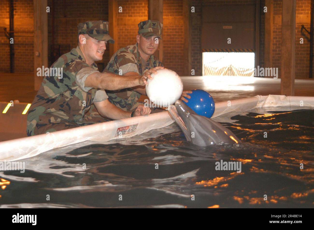 LES dauphins DE la Marine AMÉRICAINE sont placés dans une piscine d'eau salée temporaire au Centre du bataillon de construction navale de Gulfport. Banque D'Images