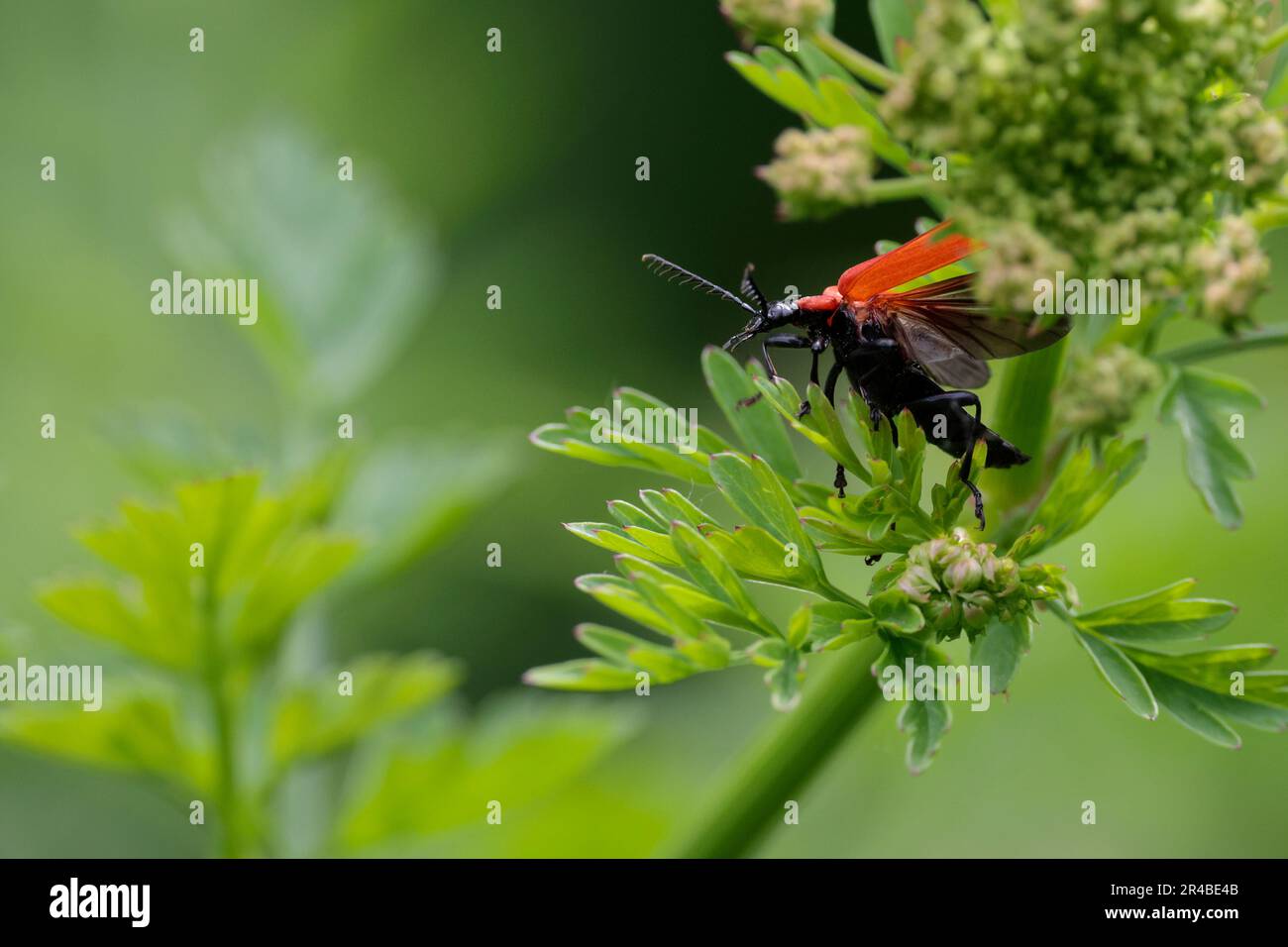 Coléoptère cardinal Pyrochroma coccinea coléoptère rouge orange avec des antennes dentées distinctives montrant des caisses d'ailes ouvertes et en phase de vol sur la végétation Banque D'Images