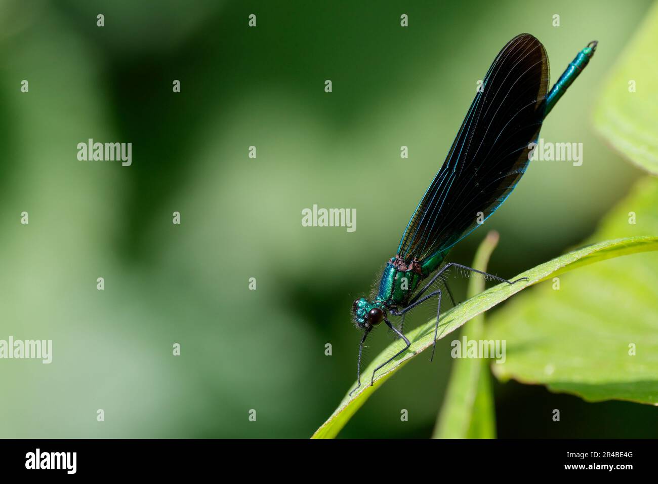 Belle demoiselle Calopteryx virgo, bleu métalique thorax et abdomen avec des ailes brun violet une mouche de damsel avec des ailes couchées au repos ou perchée Banque D'Images