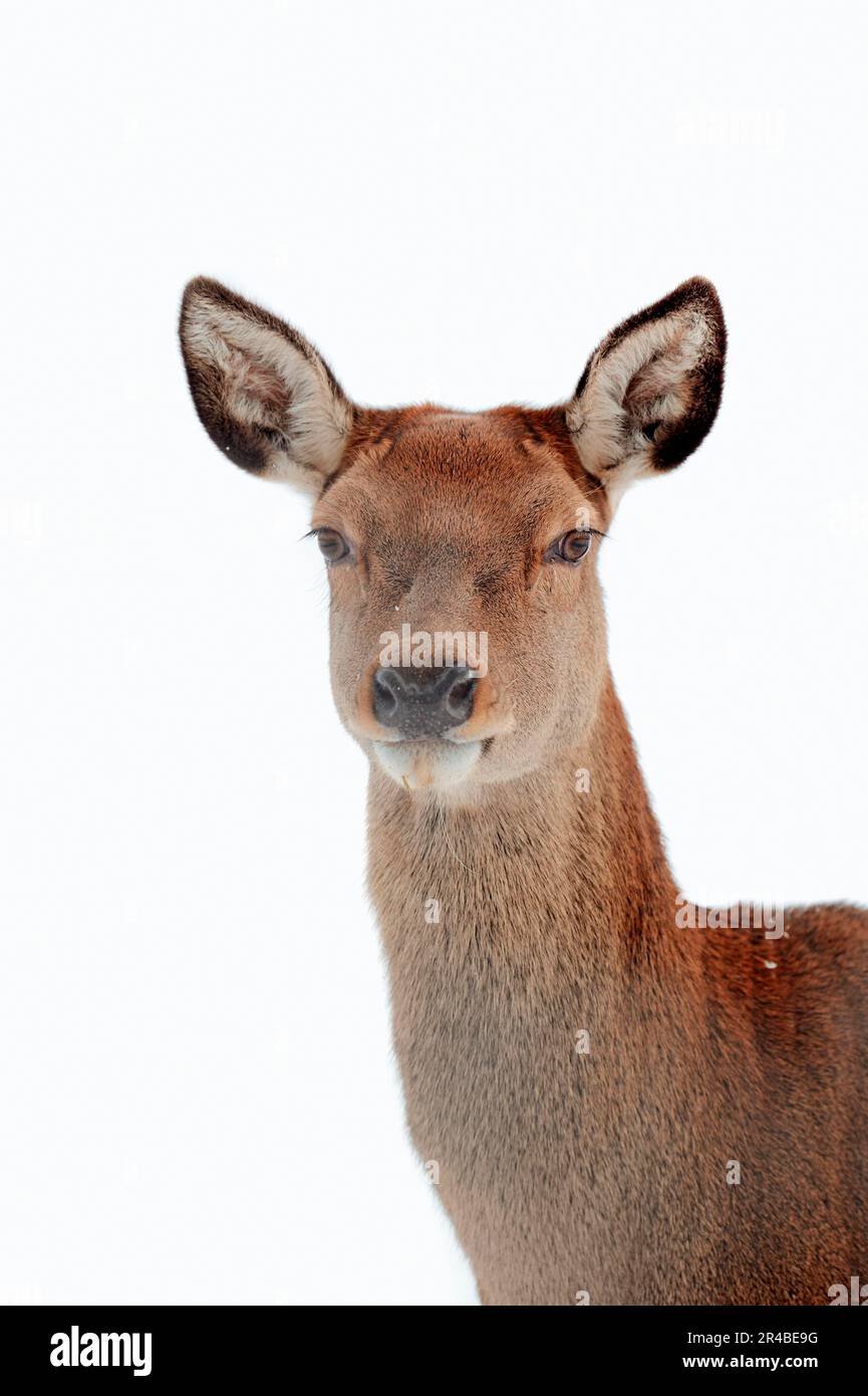 Cerf rouge (Cervus elaphus), femelle, en hiver Banque D'Images