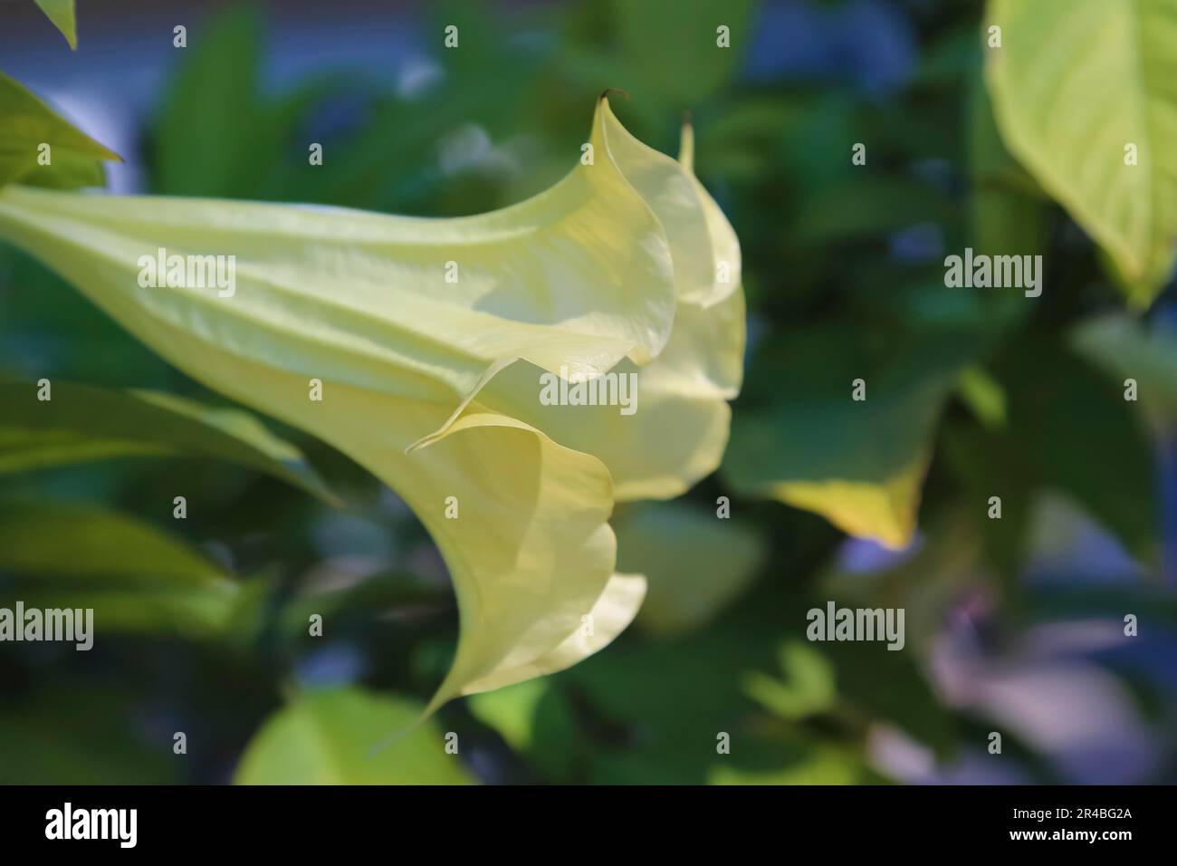 Trompette d'Ange (Brugmansia), trompette, trompette, fleur blanche, Hofgut Rosenau, jardin, arbuste, plante, Tuebingen, Bade-Wurtemberg Banque D'Images