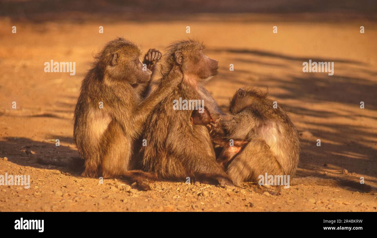 Une séance de toilettage avec un groupe de babouins de chacma (Papio ursinus) dans le parc national Kruger, Afrique du Sud. Banque D'Images