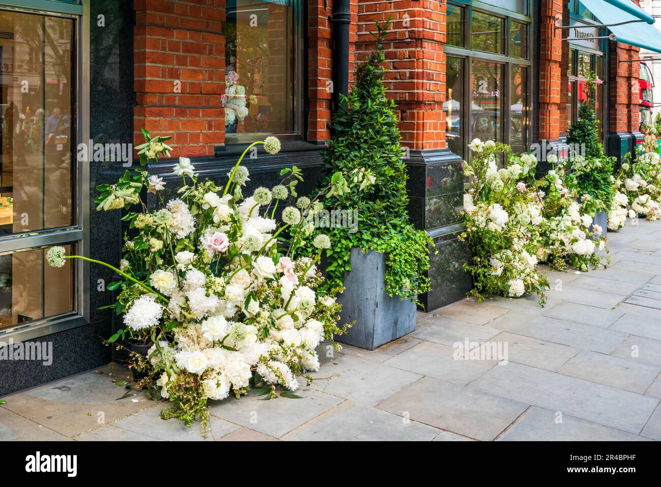 LONDRES, Royaume-Uni - 24 MAI 2023 : les spectaculaires expositions florales pour le spectacle floral annuel de Chelsea in Bloom transforment les rues de Chelsea avec un spectacle à couper le souffle Banque D'Images