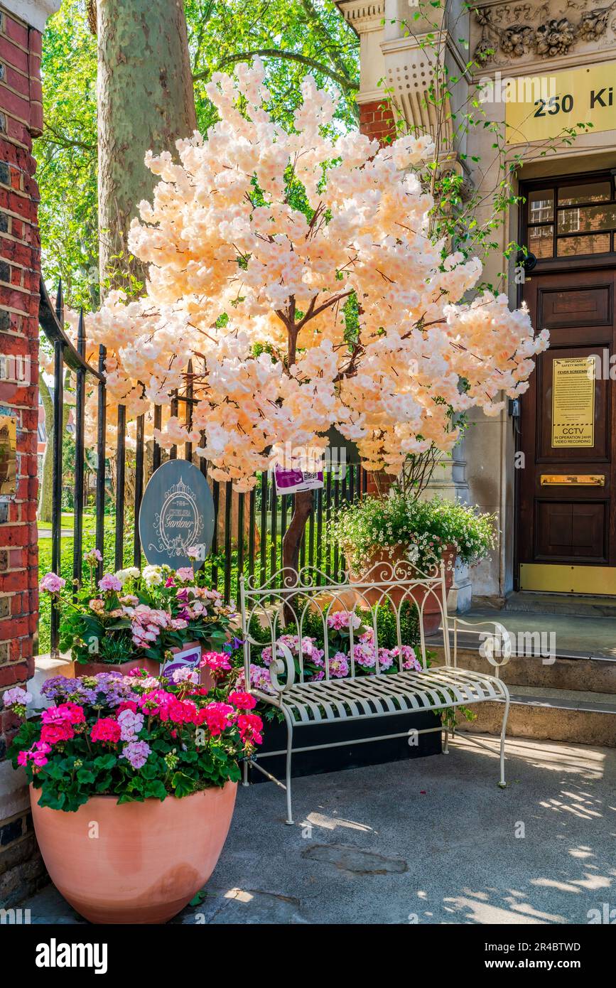 LONDRES, Royaume-Uni - 24 MAI 2023 : des expositions florales spectaculaires pour le spectacle floral annuel de Chelsea in Bloom transforment les rues de Chelsea Banque D'Images