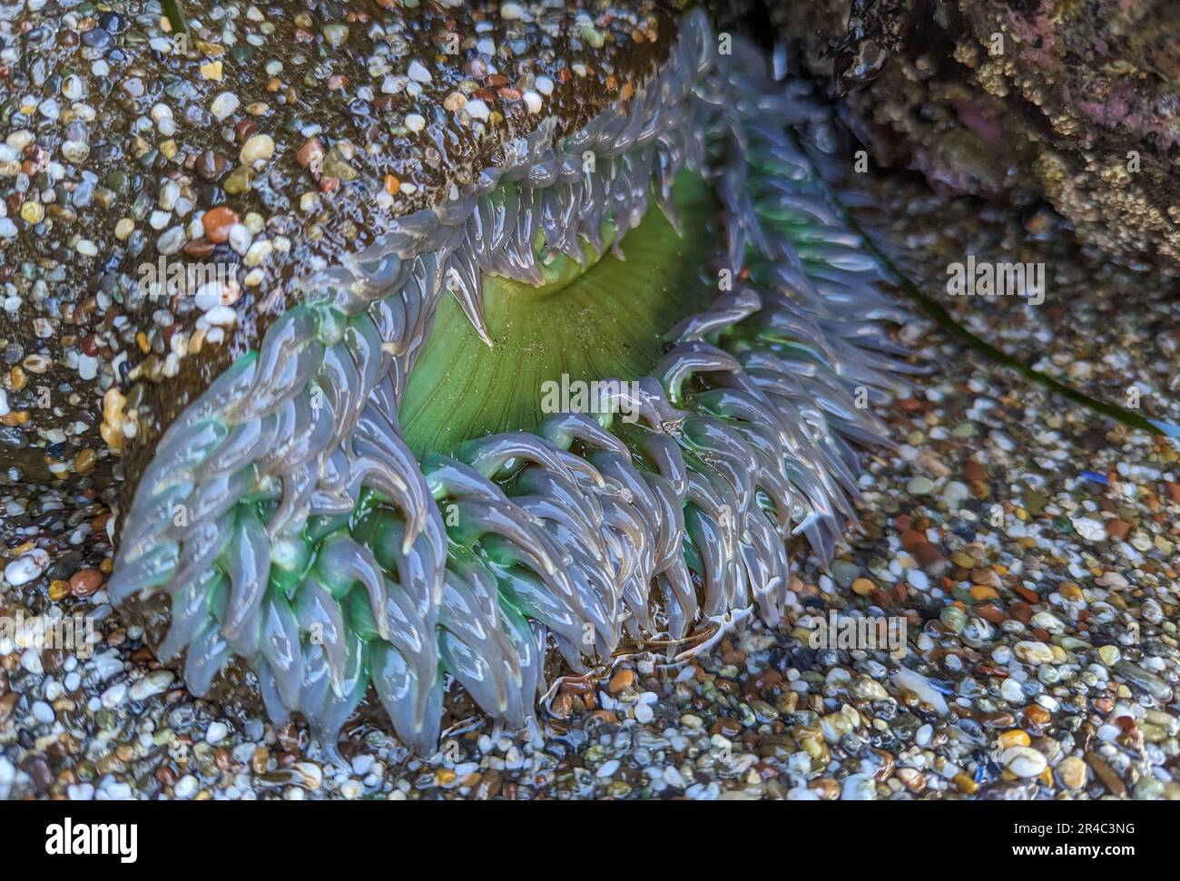 Gros plan d'une anémone de mer verte et lumineuse qui se balancent dans un  ruisseau océanique peu profond à marée basse Photo Stock - Alamy