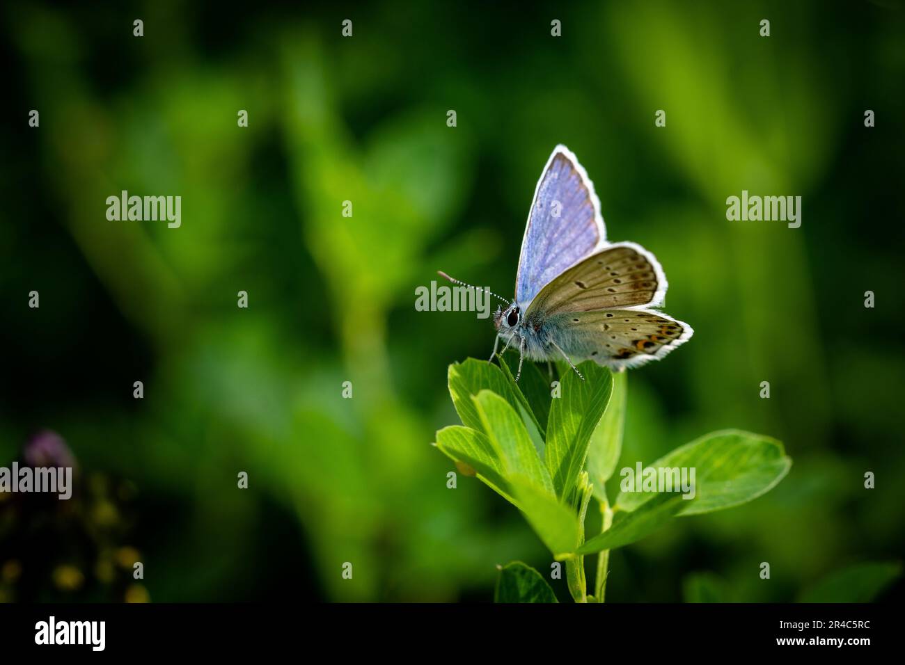 Un petit papillon se perce délicatement sur le bord d'une feuille verte luxuriante dans un cadre paisible de forêt Banque D'Images