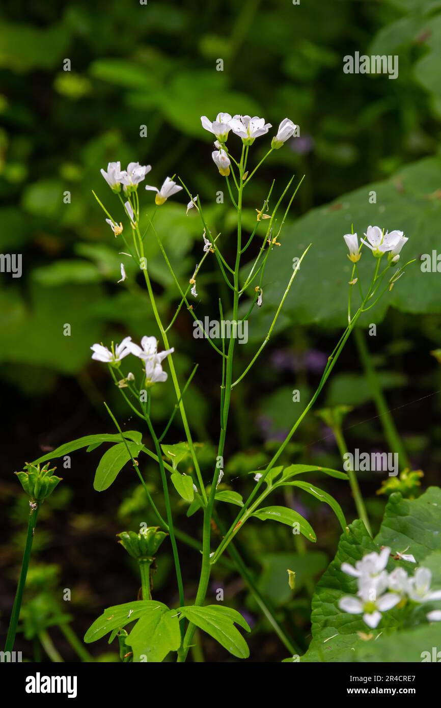 Cardamine amara, connue sous le nom de grande cresson amère. Forêt de printemps. fond floral d'une plante en fleurs. Banque D'Images