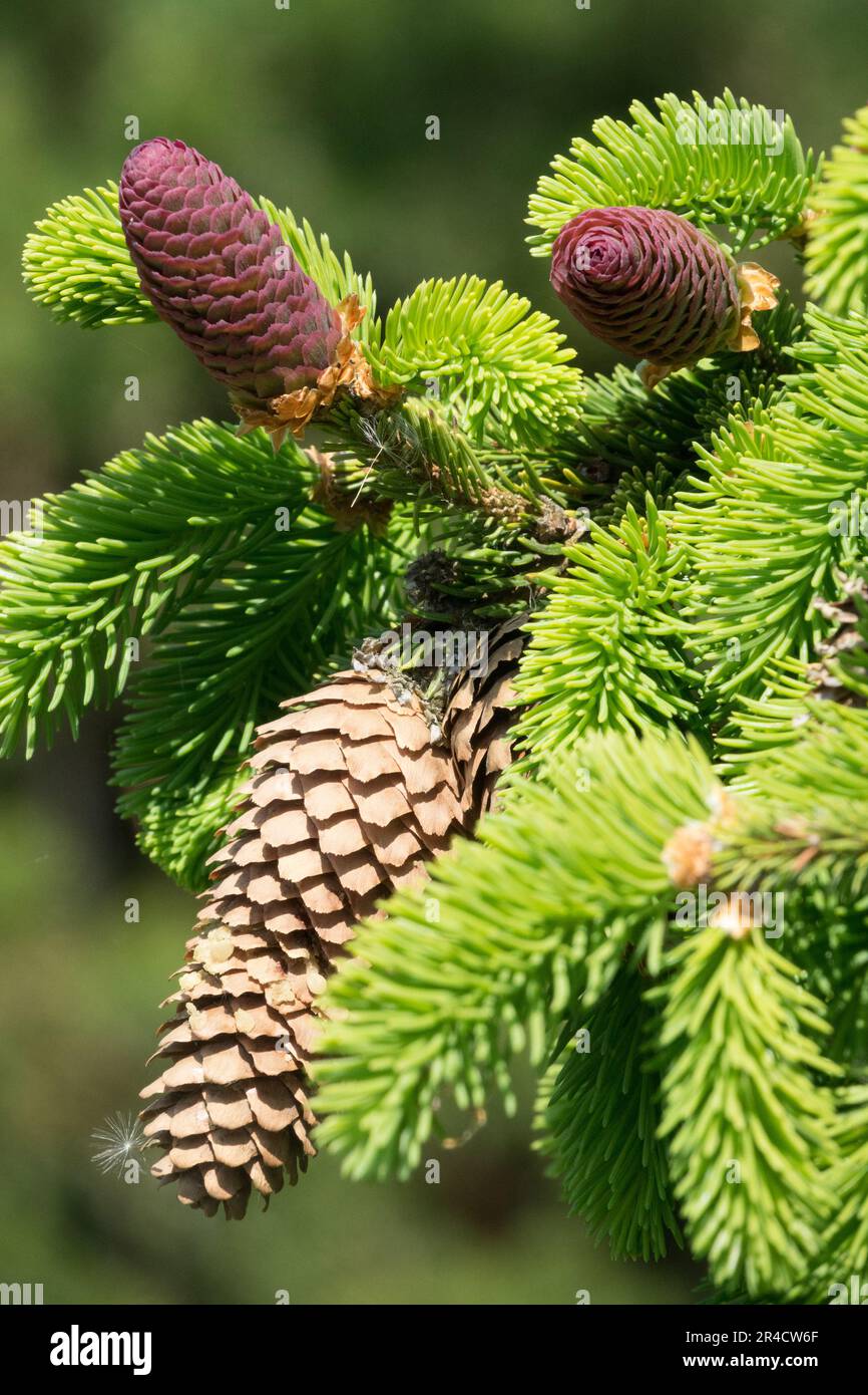 Cônes d'épinette, Twig, croissance, pousses, 'Acrocona' Picea abies Banque D'Images