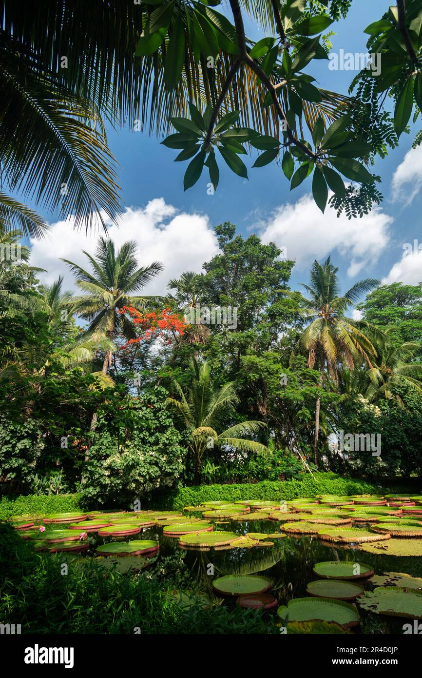 victoria étang géant de nénuphars dans un magnifique jardin tropical asiatique paysagé Banque D'Images