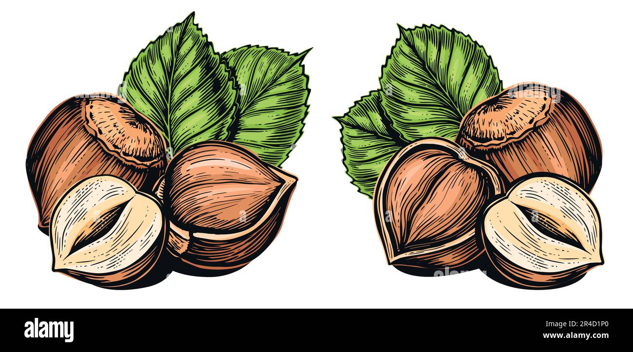 Ensemble de noisettes mûres avec feuilles vertes. Ingrédient de saveur de noix. Illustration à vecteur de couleur Illustration de Vecteur