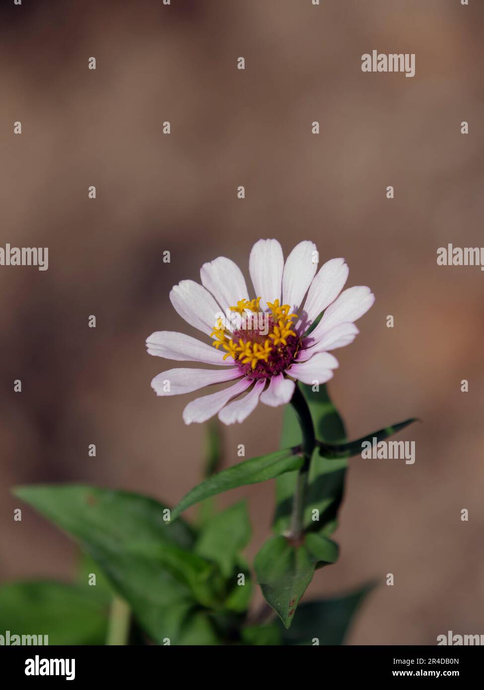 Gros plan sur un bouquet de fleurs colorées. Fleur de Zinia Banque D'Images