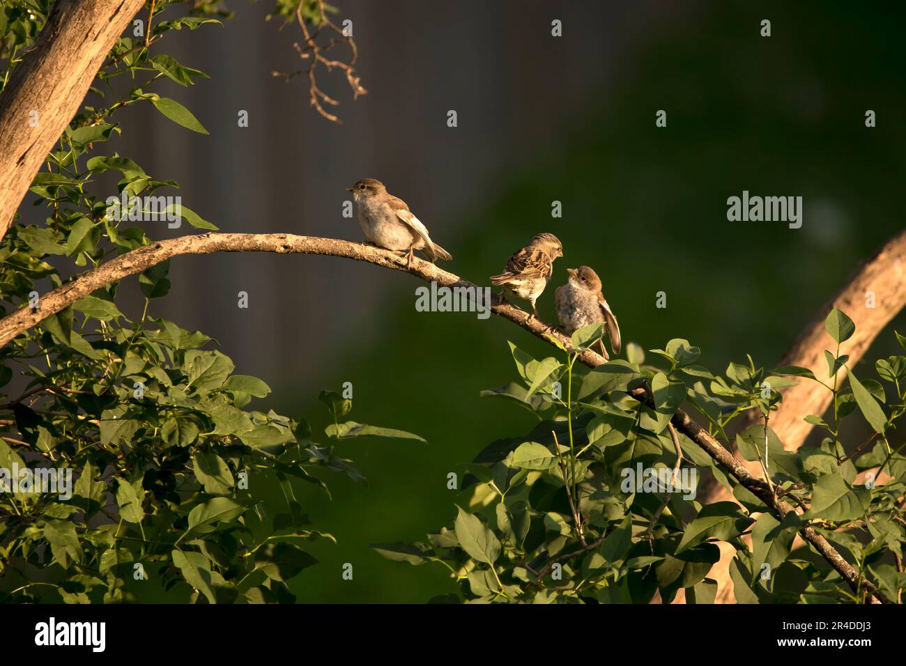 Trois maisons scindées perçant sur la même branche de lilas lors d'une soirée de printemps dans une cour de l'Iowa. Banque D'Images
