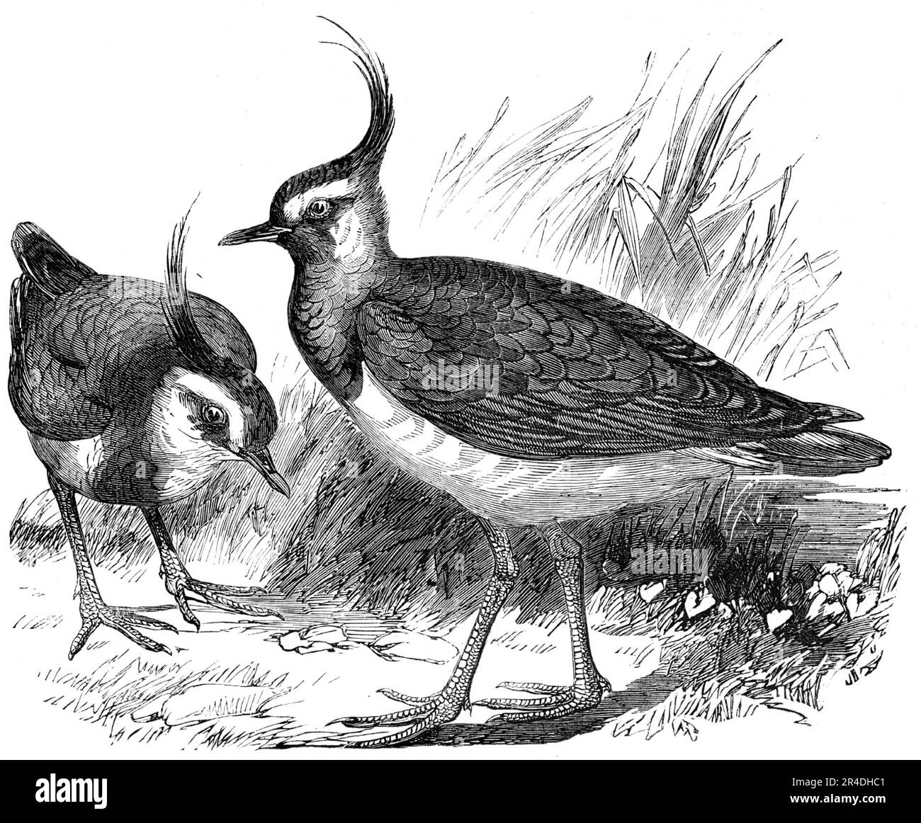 Pluviers, 1856. '...le Lapwing ou Peewit (Vanellus cristatus), l'un de nos plus beaux oiseaux britanniques, [est] très nombreux dans ses localités préférées. Le nom de Lapwing (en français, le Vanneau) est évidemment dérivé de son mode de vol facile et palpitant, sur des ailes larges et arrondies, et de ses évolutions aériennes avec une grande variété; tandis que le titre supplémentaire de Peewit, ou Peeweet (son nom provincial ordinaire), est une imitation simple de sa note réitérée: De la même manière, il s'appelle Dixhuit par les Français... notre illustration est copiée, avec permission, de l'œuvre magnifique de M. Gould sur les oiseaux de Banque D'Images