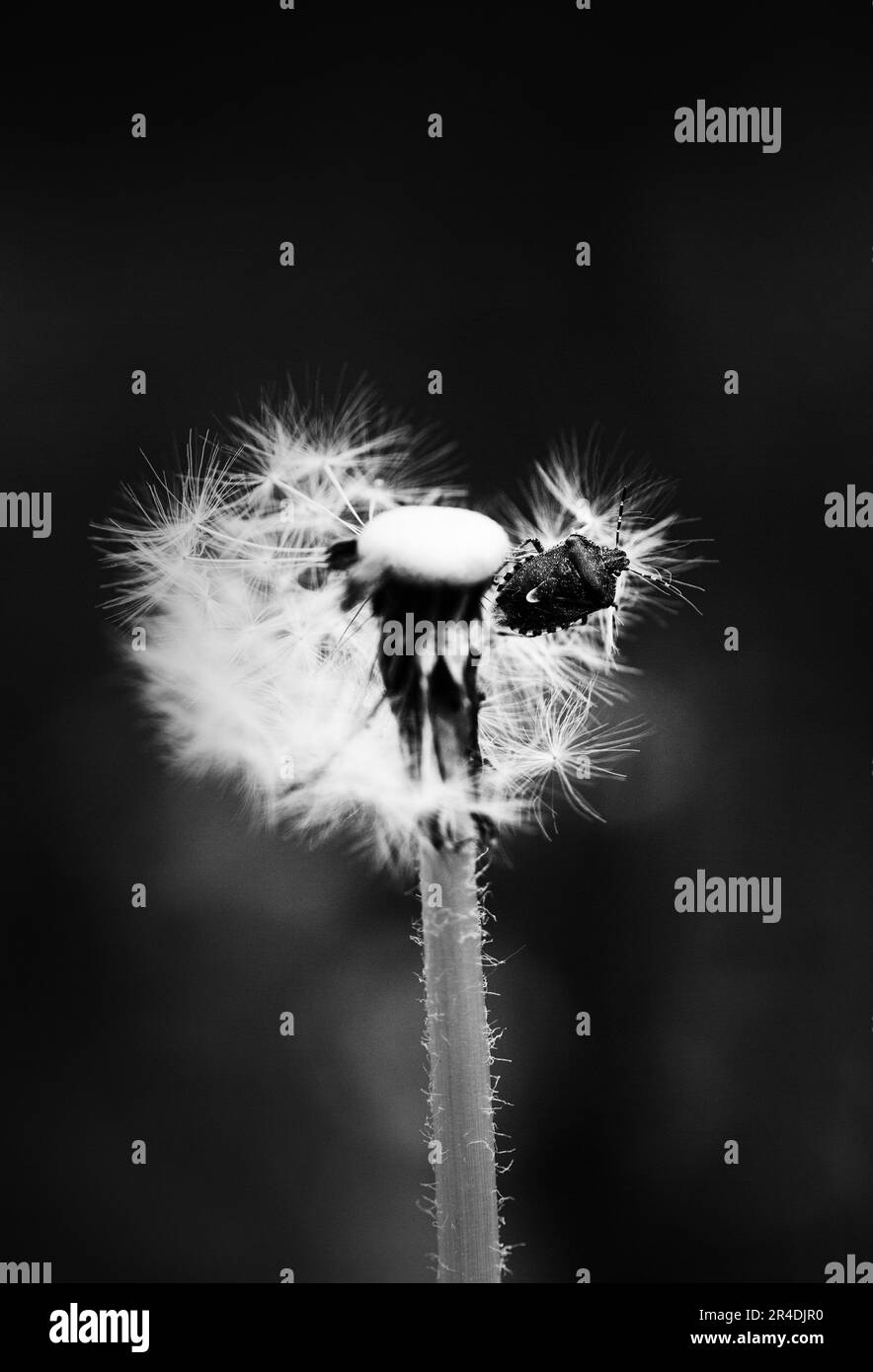 Cette photo en noir et blanc capture un pissenlit solitaire. Un petit siège d'insecte sur la peluche ajoutant à la simplicité et au charme de l'image. Banque D'Images
