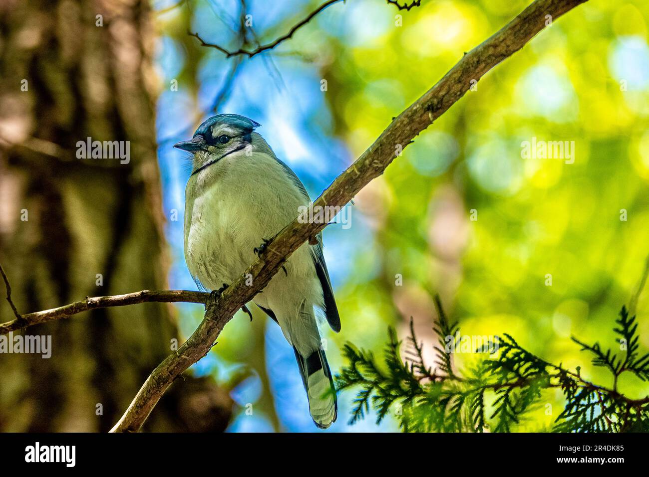 Geai bleu. Oiseaux du Canada. Dans les bois canadiens, j'ai rencontré un oiseau, symbole de l'équipe de baseball Blue Jay de Toronto. Banque D'Images