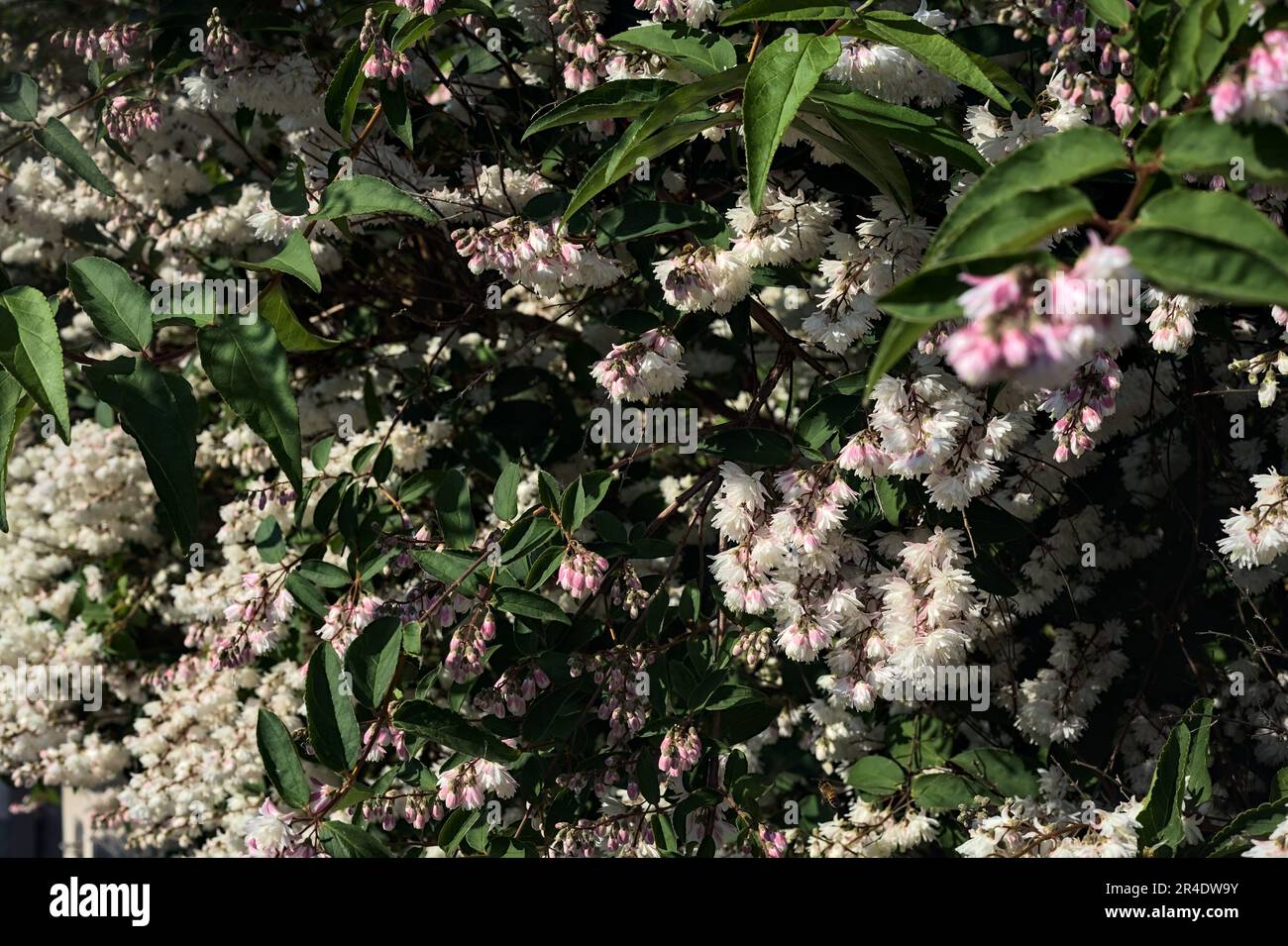 Deutzia scabra en fleur vu de près Banque D'Images