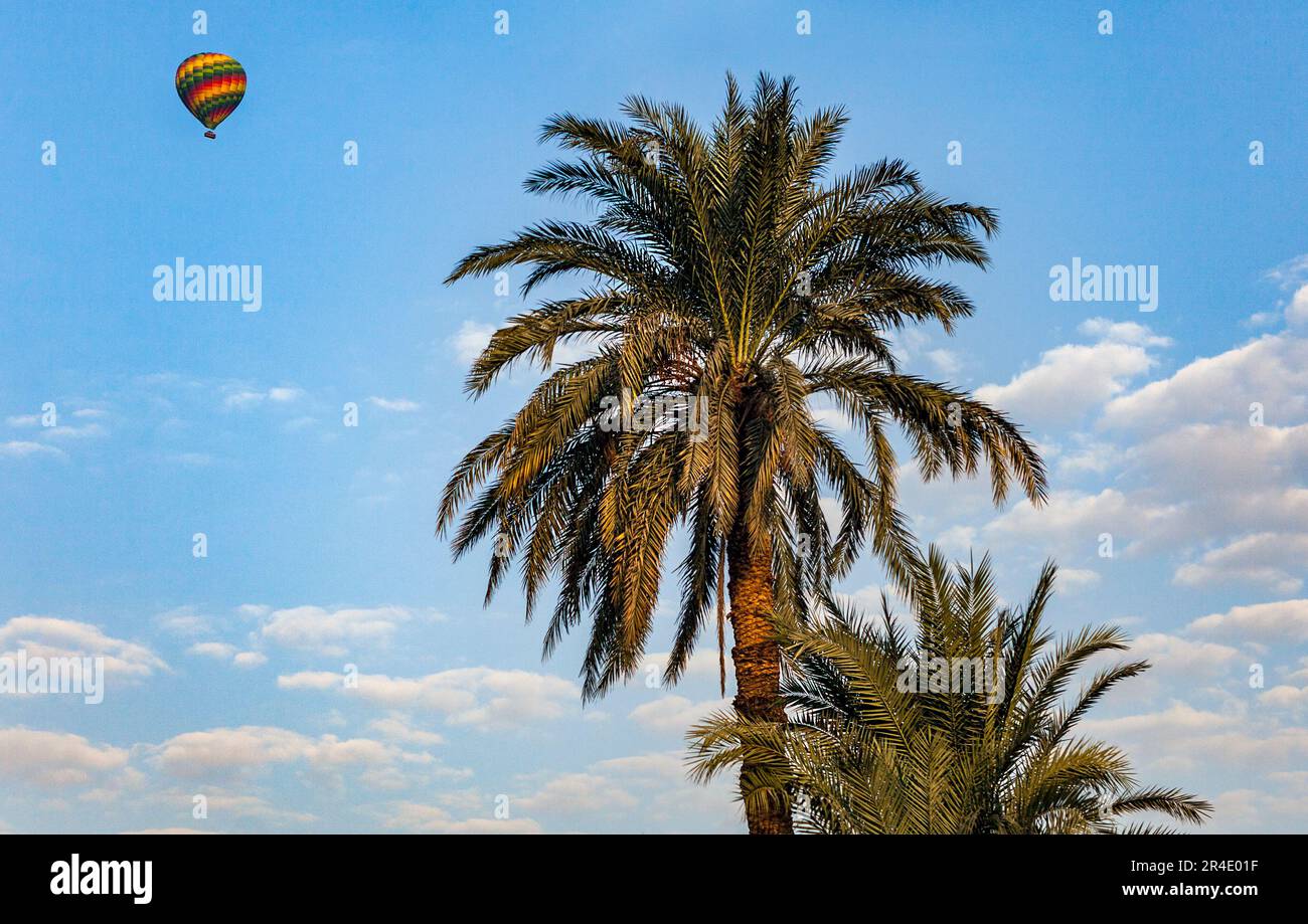 Montgolfière et palmiers, Louxor, Égypte Banque D'Images