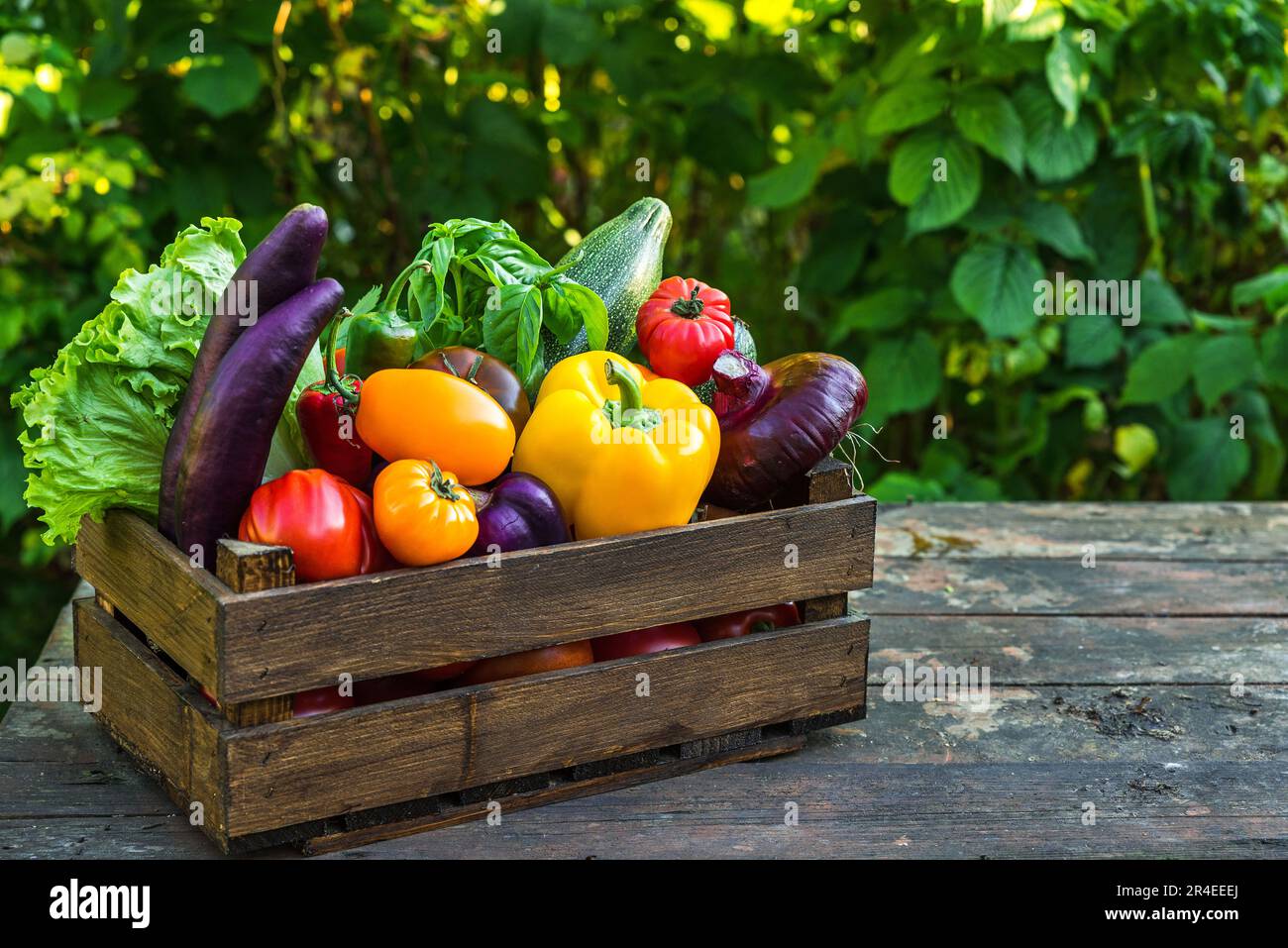 Légumes frais récoltés. Poivre, tomates, chou, aubergines, salade, oignon et basilic dans une boîte en bois Banque D'Images
