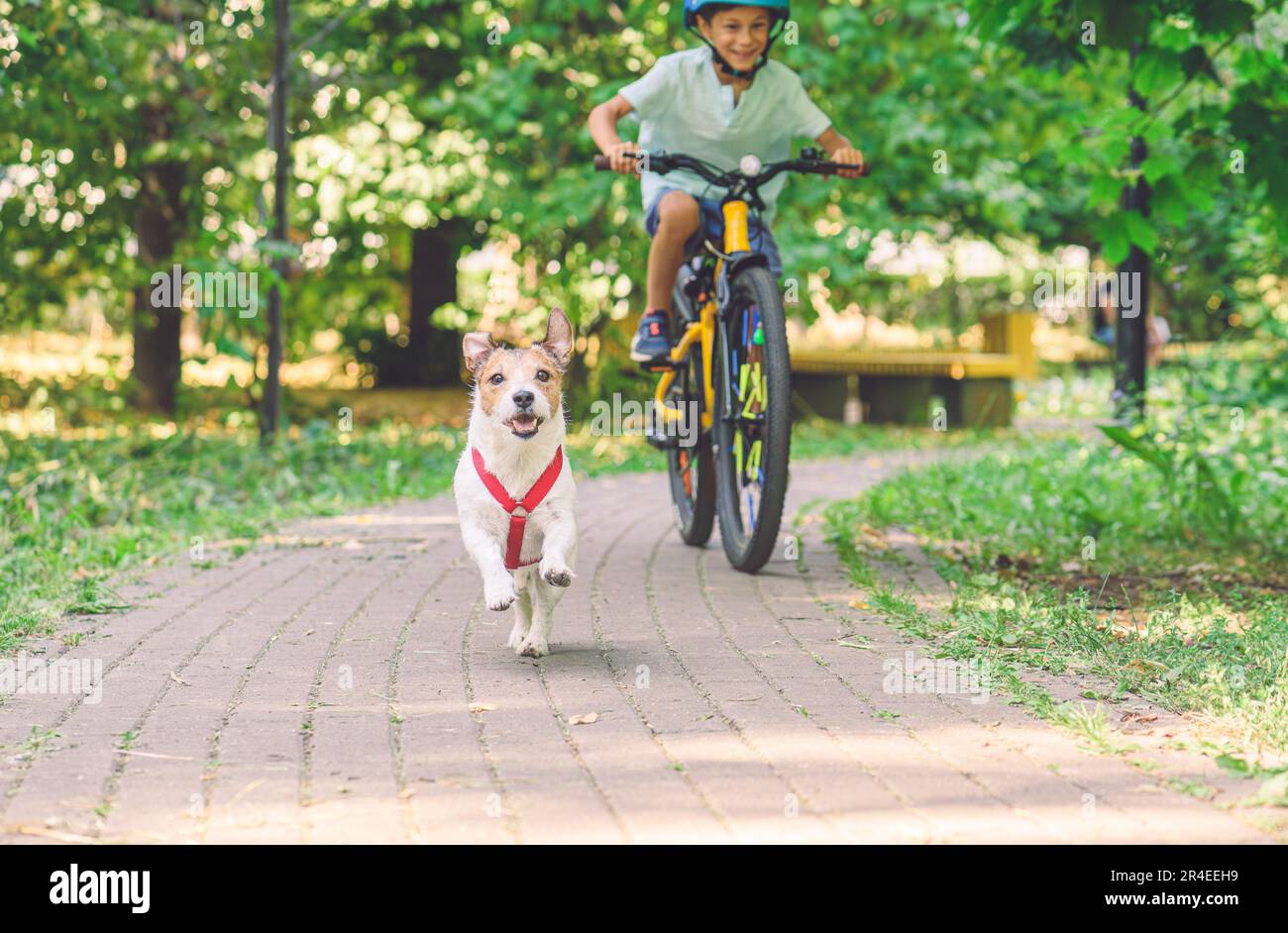 Un joyeux garçon en vélo pourchasse son chien de compagnie qui court sur le sentier du parc le jour de l'été Banque D'Images
