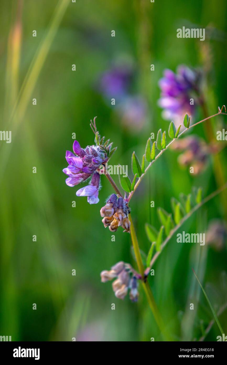 Un gros plan d'une fleur de vetch commune dans la campagne du Sussex, avec une faible profondeur de champ Banque D'Images