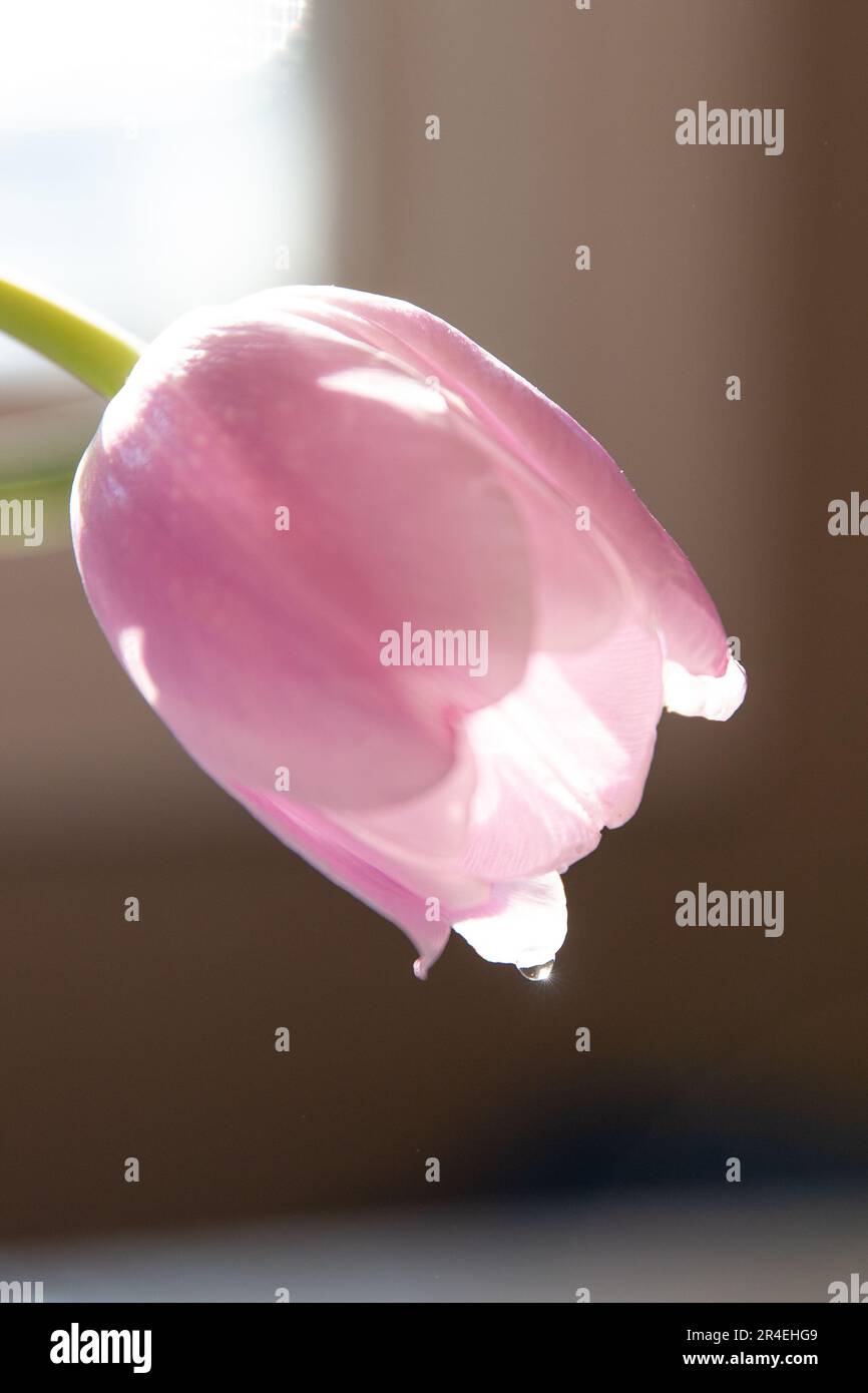 Ratissage sur un bourgeon de tulipe rose Banque D'Images