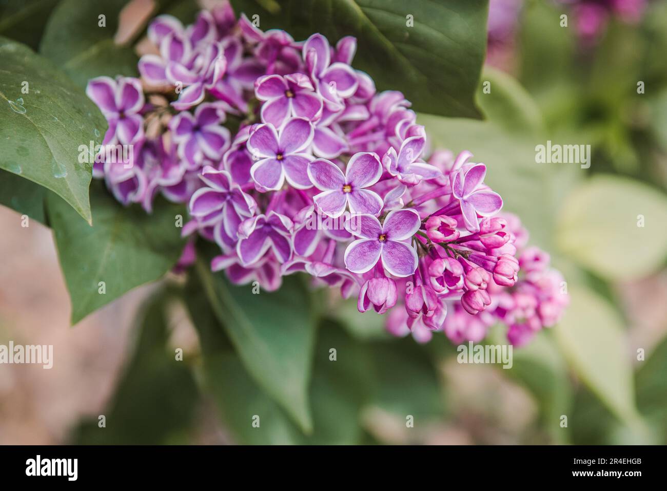 fleurs de lilas bigarrées violettes et blanches Banque D'Images