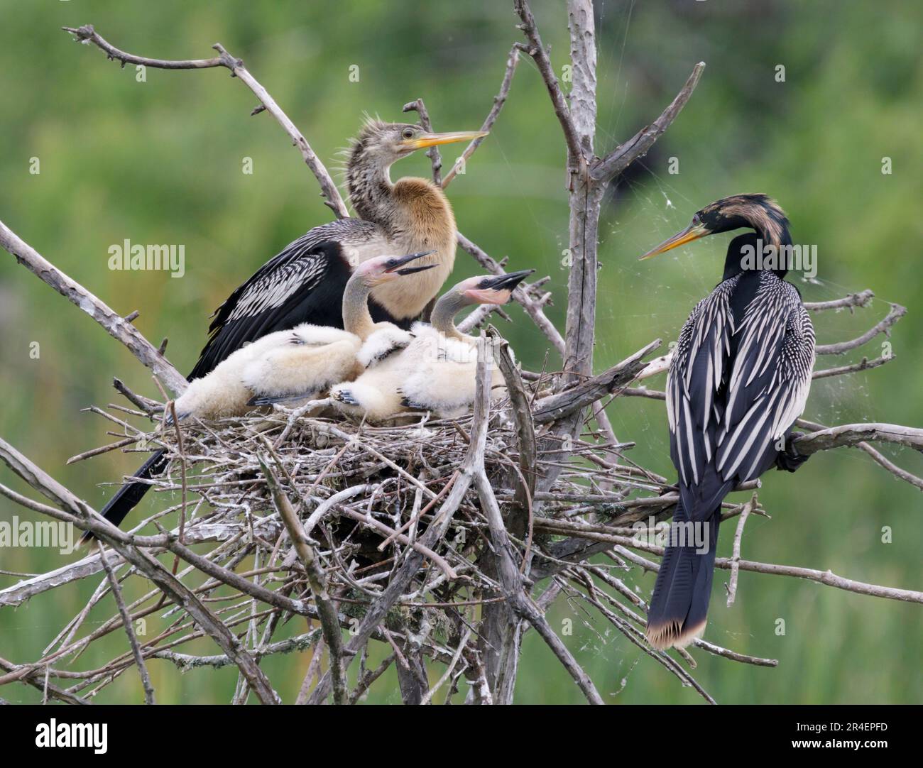 Anhinga (Anhinga anhinga) femelle et mâle avec des poussins dans le nid, High Island, Texas, États-Unis. Banque D'Images