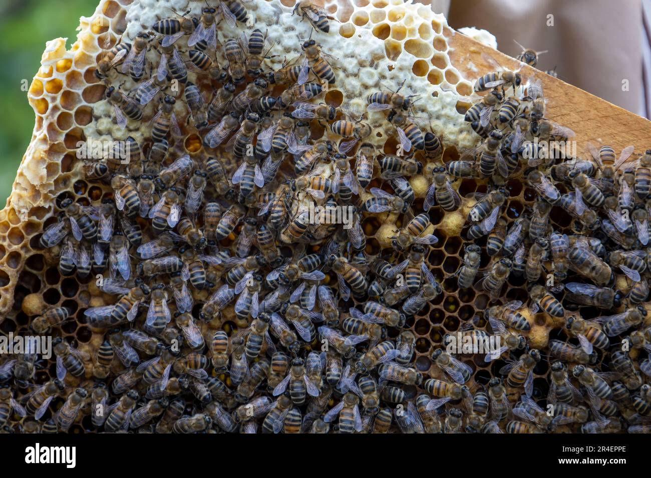 Abeilles sur des nids de miel avec du miel. Banque D'Images