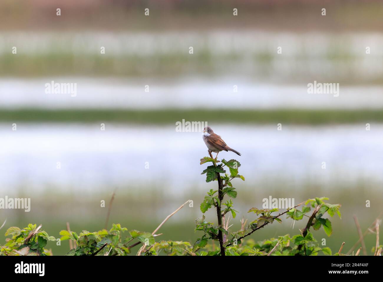 Whitethroat commun [ Sylvia communis ] chant de perch sur BlackBerry STEM Banque D'Images