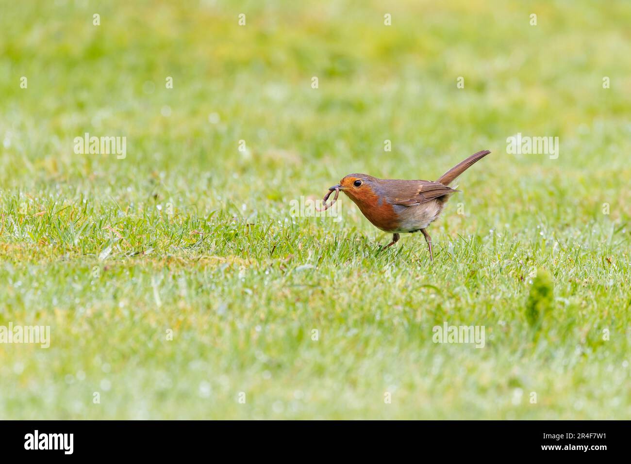 Robin européen [ erithacus rubecula ] avec ver dans son bec / facture sur pelouse Banque D'Images