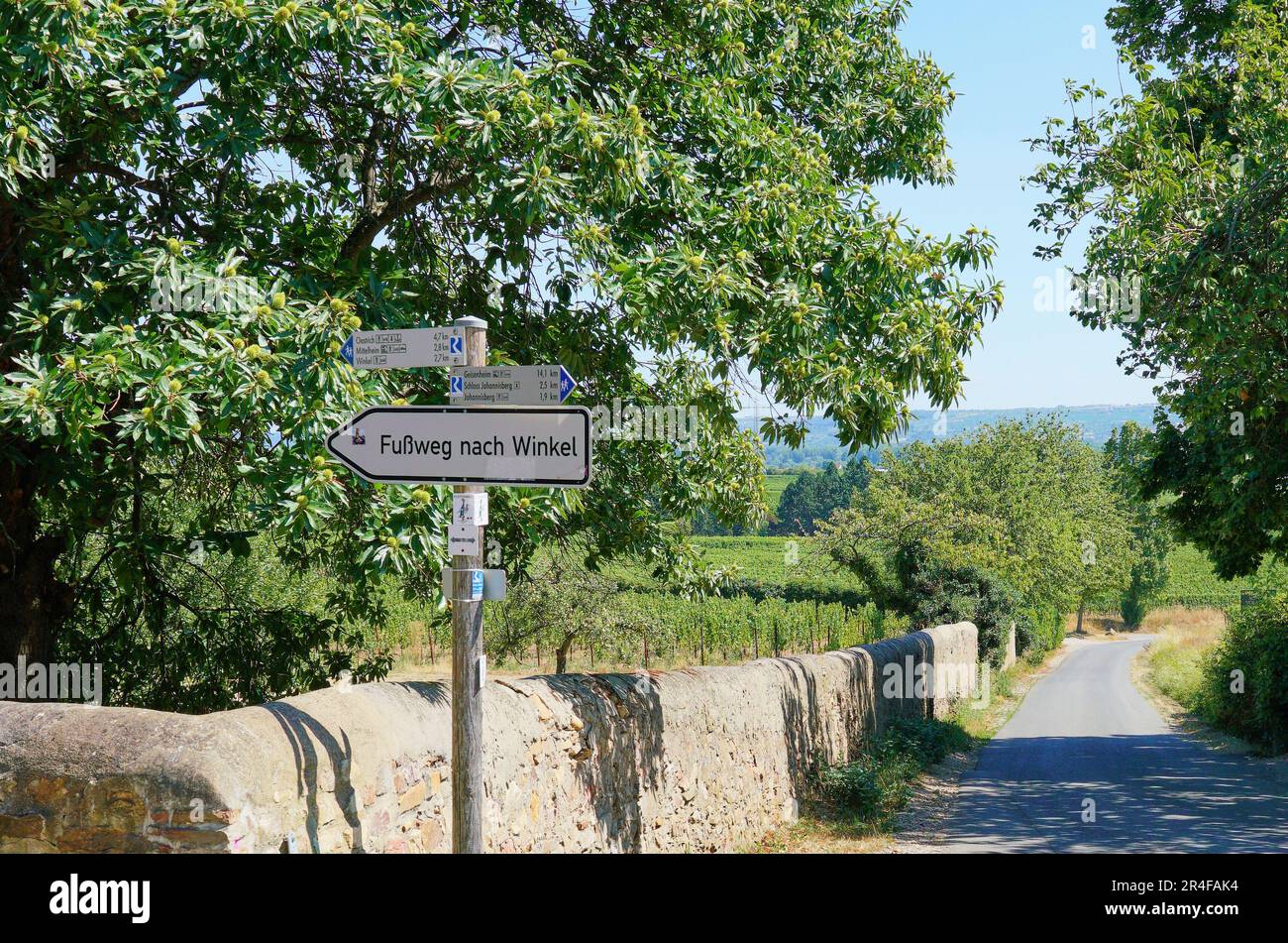 Jolie ruelle de campagne dans la région viticole de Rudesheim, appelée Rheingau. Le montant de l'affiche fournit des indications pour les randonneurs sur la voie de passage. Banque D'Images