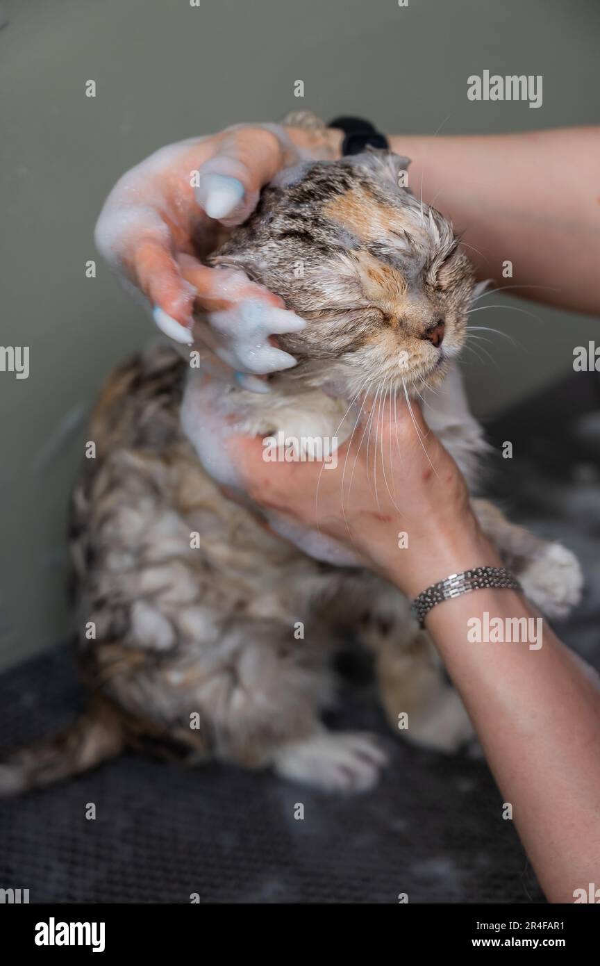 Femme champotant un chat gris tabby dans un salon de toilettage. Banque D'Images