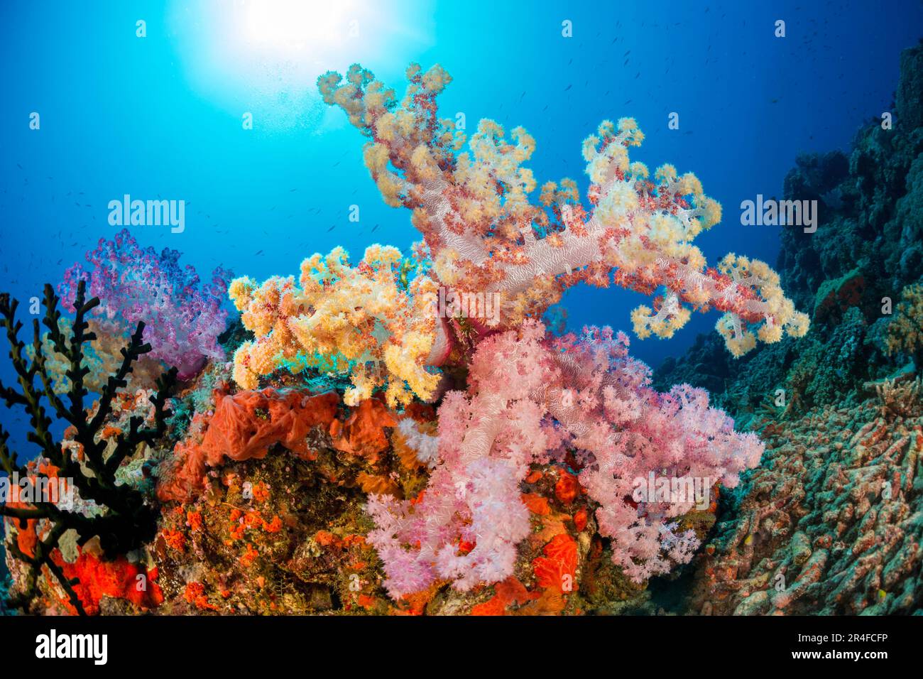 Le corail mou alcyonarien multicolore domine cette scène de récif fidjien. Banque D'Images