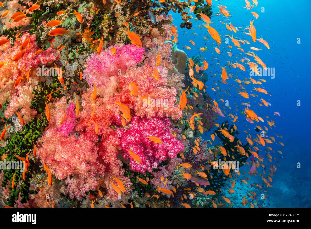 Le corail mou alcyonarien avec des anthias scolaires domine cette scène de récif fidjien. Banque D'Images