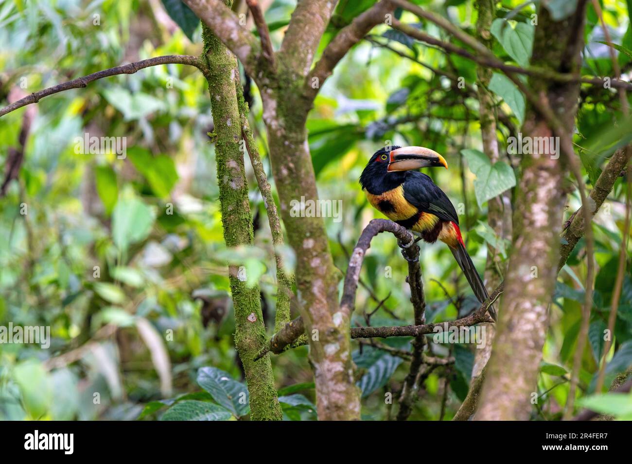 Aracari pâle ou Aracari à bec de Pale (Pteroglossus erythropygius), Forêt nuageuse de Mindo, Équateur. Banque D'Images
